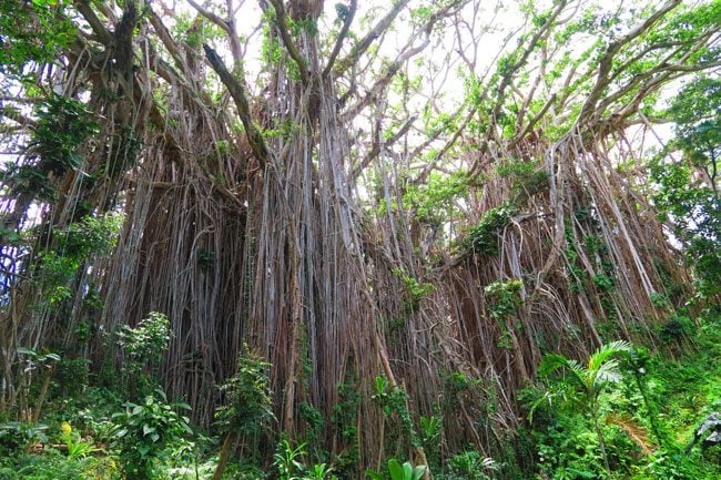 Giant Banyan Tree Tanna Island Vanuatu