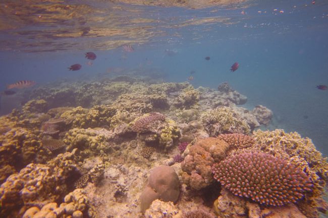 Hideaway Island Vanuatu reef