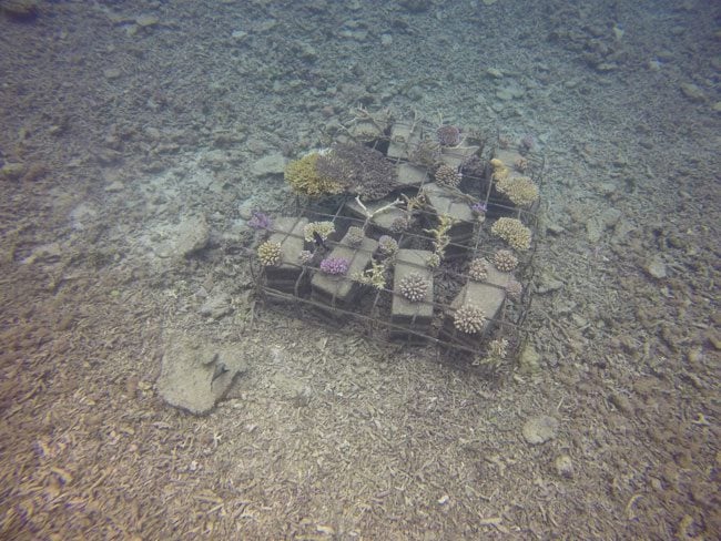 Hideaway Island Vanuatu reef gardening