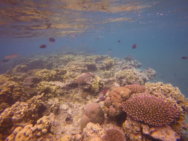 Hideaway Island Vanuatu reef