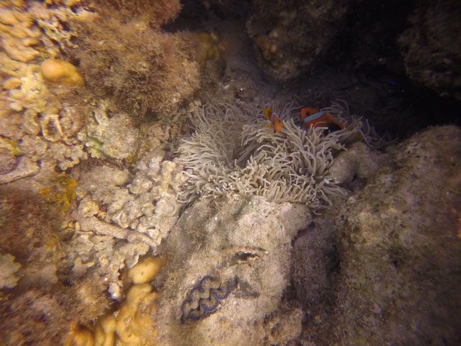 Hideaway Island Vanuatu snorkeling