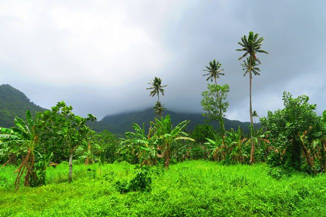 Lalumano driving through highlands Samoa