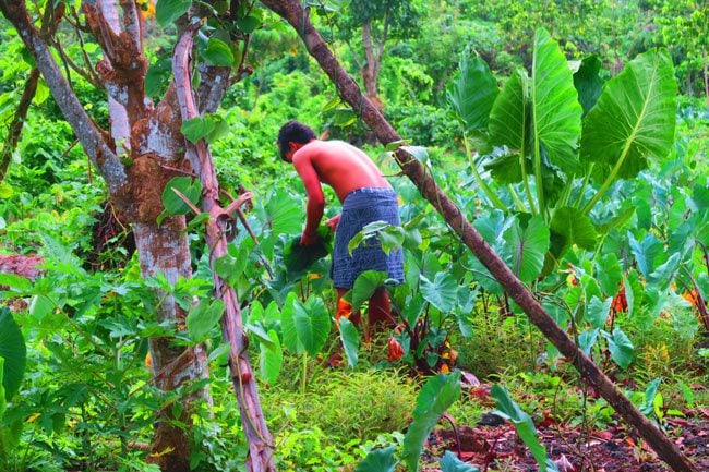 Making Umu in Samoa collecting taro leaves