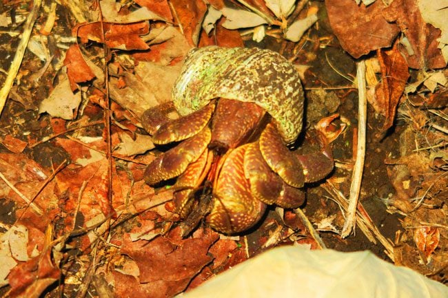 Namua Island Samoa coconut crab