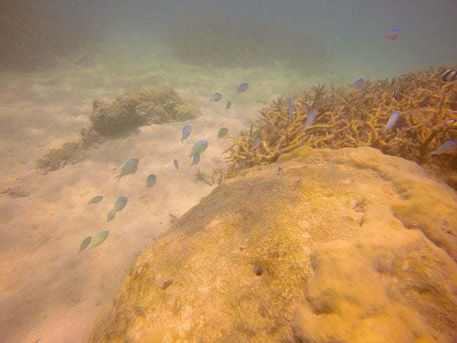 Namua Island Samoa snorkeling 2