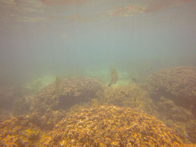 Namua Island Samoa snorkeling