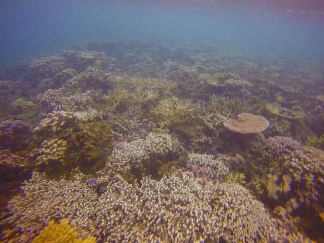 Palolo Deep Marine Reeserve Apia Samoa underwater