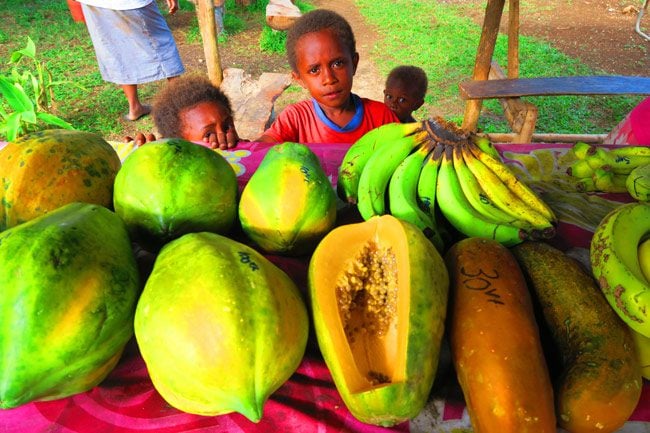 Papaya in Santo Vanuatu