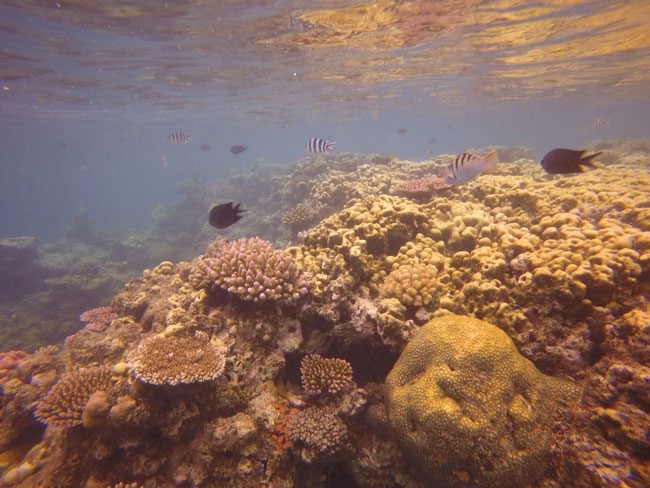 Port Havannah Vanuatu reef