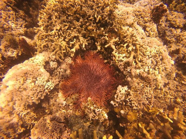 Savaia Crown of Thorn Starfish