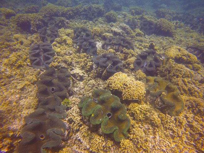 Savaia Giant Clam Beach Samoa