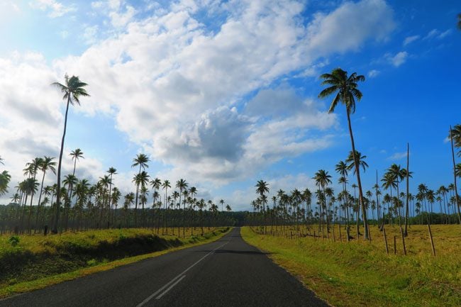 South Pacific Palm Trees in Vanuatu