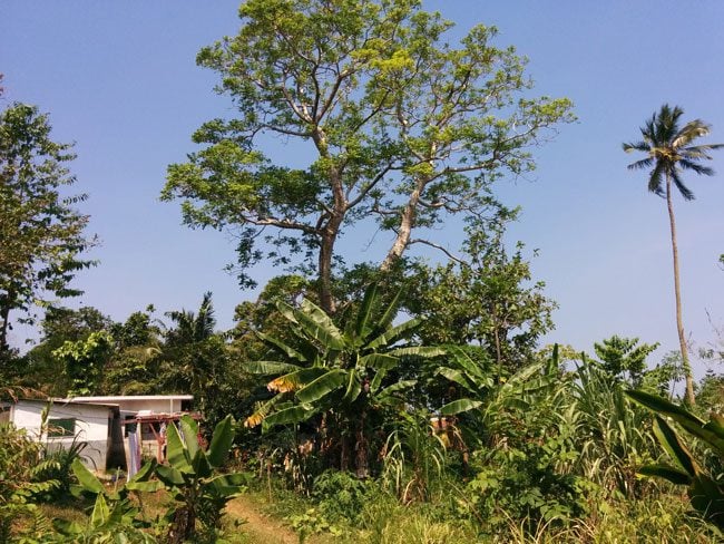 Typical village home Vanuatu