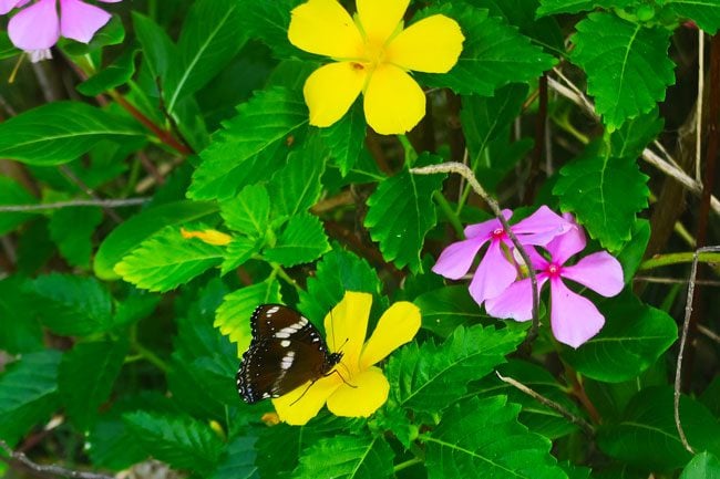 Butterflies in Vaoto Lodge Ofu Island American Samoa