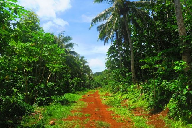 Coconut grove on way to Tumu Mountain in Ofu Island American Samoa