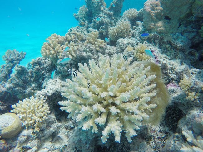 Coral and fish in Aitutaki lagoon