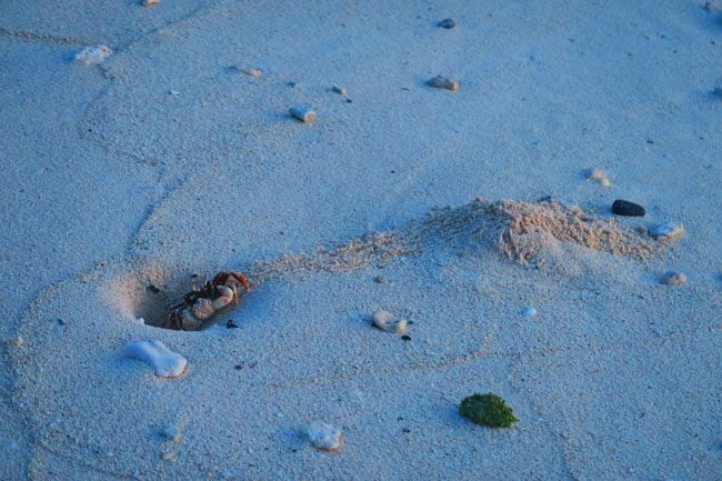 Crab building home in Ofu Island American Samoa