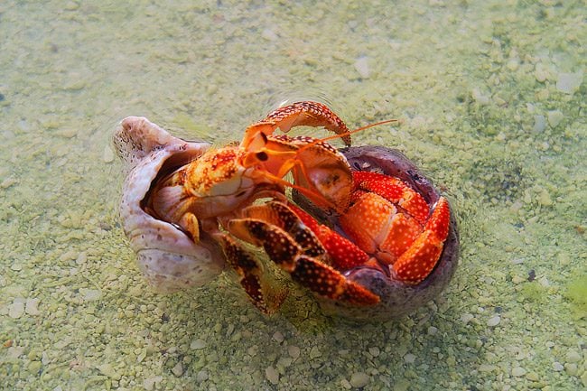 Crabs mating in Aitutaki Cook Islands