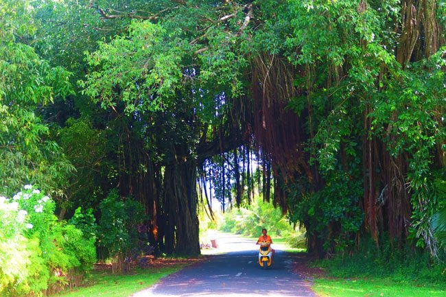 Driving through giant banyan tree in Aitutaki Cook Islands