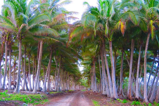 Falealupo Peninsula wild parm trees Savaii Samoa