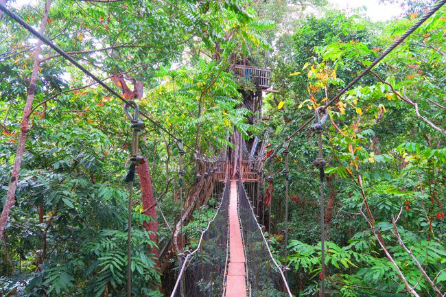 Falealupo Village Savaii Samoa canopy walk