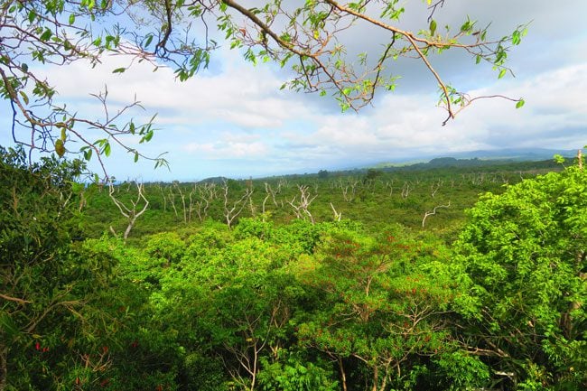 Falealupo Village Savaii Samoa view from giant banyan canopy walk