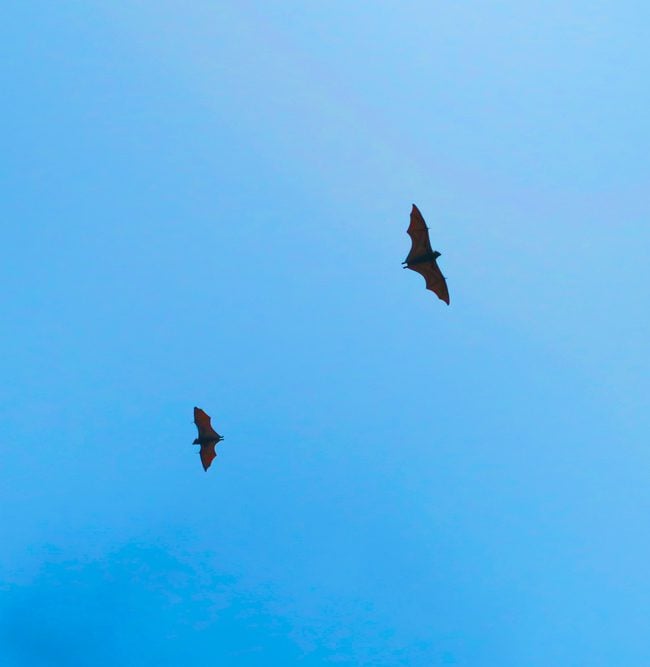 Flying Fox bats in American Samoa