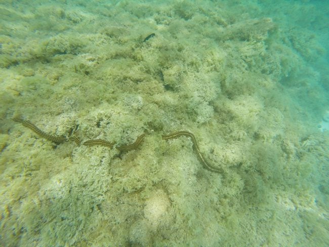 Four meter long giant sea work in Aitutaki lagoon Cook Islands