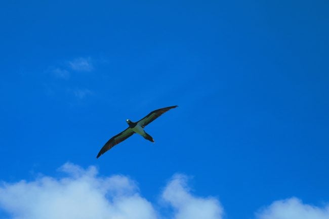 Friagte Bird over Oge Beach in American Samoa