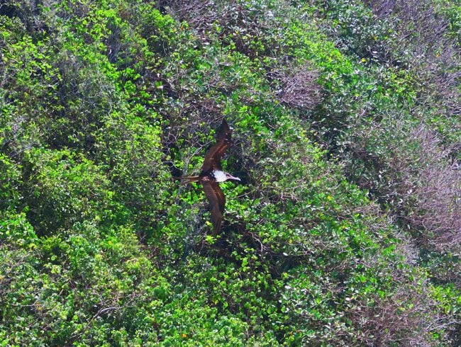 Frigate Bird in Olosega Island American Samoa