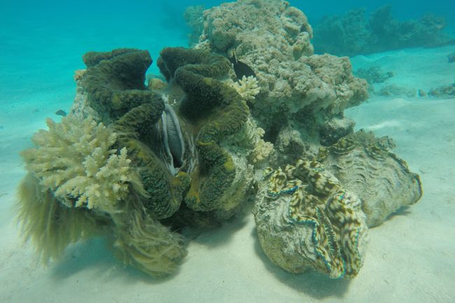 Giant clam in Aitutaki lagoon Cook Islands