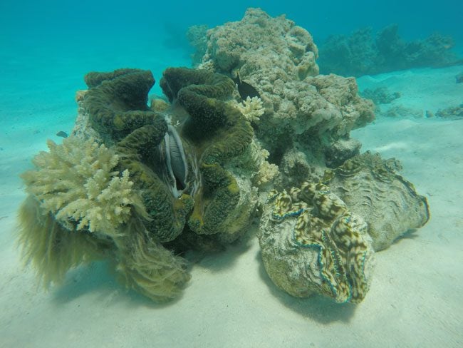 Giant clam in Aitutaki lagoon Cook Islands