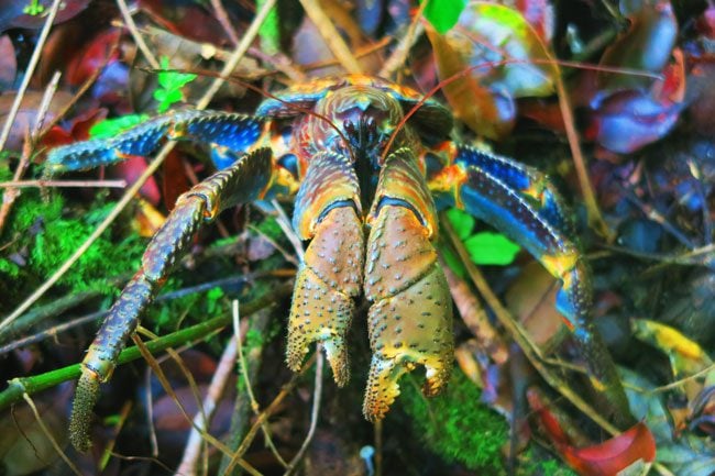 Giant coconut crab in Ofu Island American Samoa