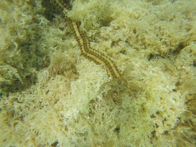 Giant sea worm in Aitutaki lagoon Cook Islands