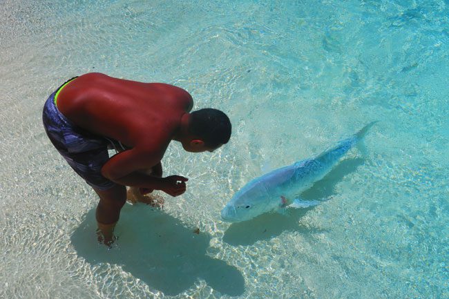 Giant travelly fish feeding