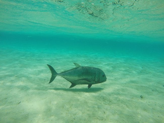 Giant trevally fish in Aitutaki lagoon Cook Islands