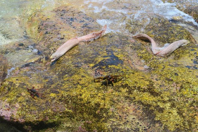 Moray Eel attacking carb in Oge Beach American Samoa