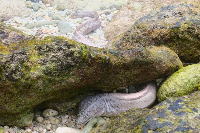 Moray Eel closeup in American Samoa