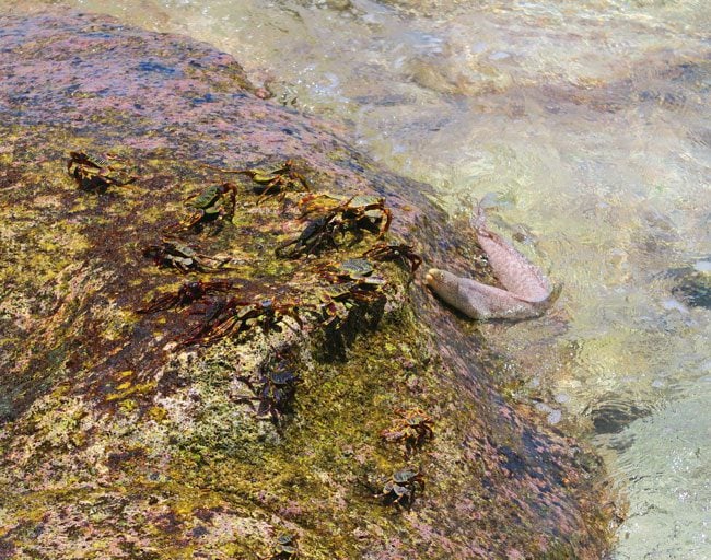 Moray eel attacking crab in American Samoa