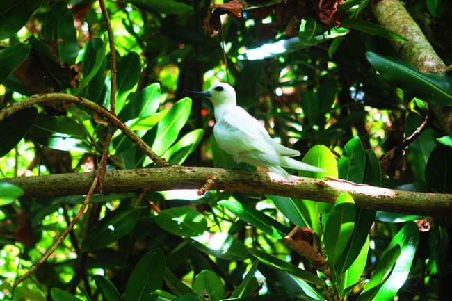 Motu Rakau Bird in Aitatki cook islands