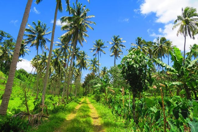 Mount Matavanu approach - palm trees