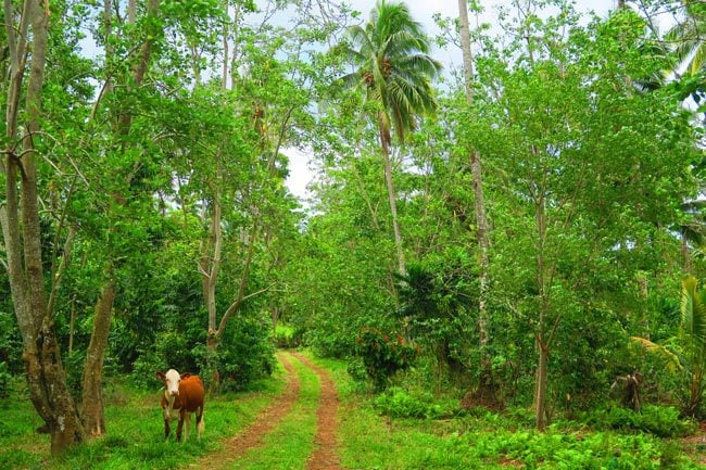 Mount Matavanu - cow