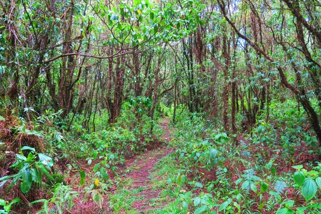 Mount Matavanu walking to crater