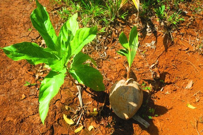 New coconut growing in Ofu Island American Samoa