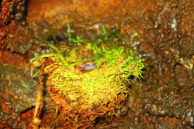 Peapea Cave Polynesian Swiftlet