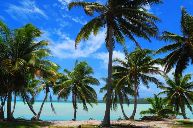 Plam trees in Aitutaki lagoon Cook Islands