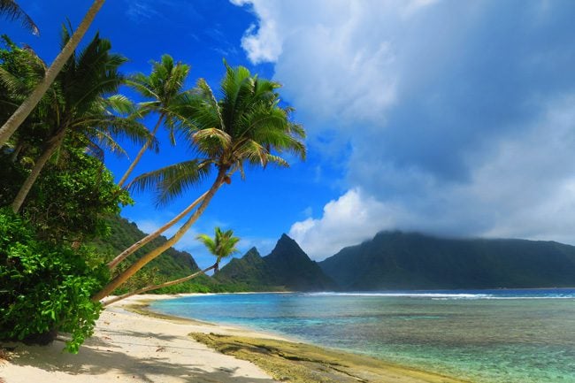 Plam trees in Ofu Tropical Beach American Samoa