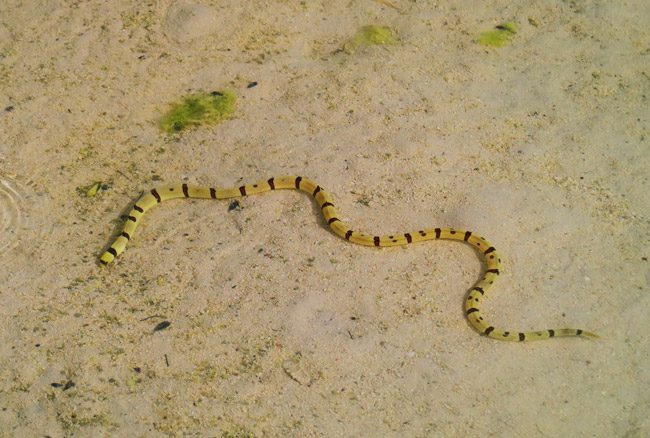 Sea Snake in Aitutaki Lagoon Cook Islands