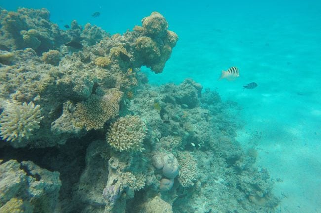 Snorkeling in Aitutaki lagoon Cook Islands