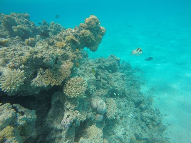 Snorkeling in Aitutaki lagoon Cook Islands